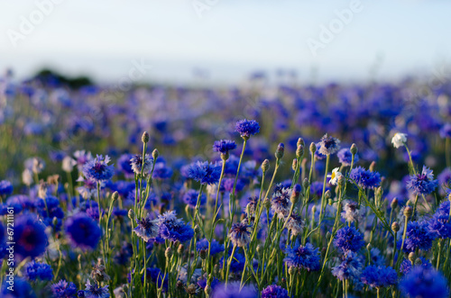 Fototapeta Naklejka Na Ścianę i Meble -  Kornblume