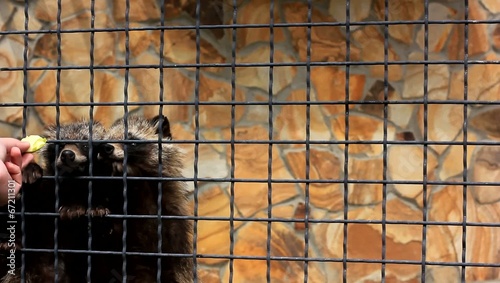 feeding hungry raccoons in zoo