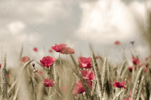 Fototapeta Naklejka Na Ścianę i Meble -  mohnblumen