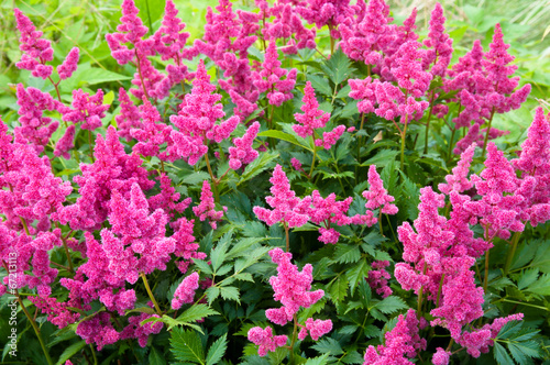 Pink Astilbe (False Spirea), Copy Space, Horizontal photo