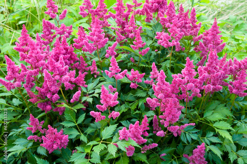 Pink Astilbe (False Spirea), Copy Space, Horizontal Pink Astilbe (False Spirea), Copy Space, Horizontal