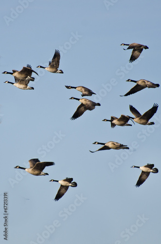 Large Flock of Geese Flying in Blue Sky