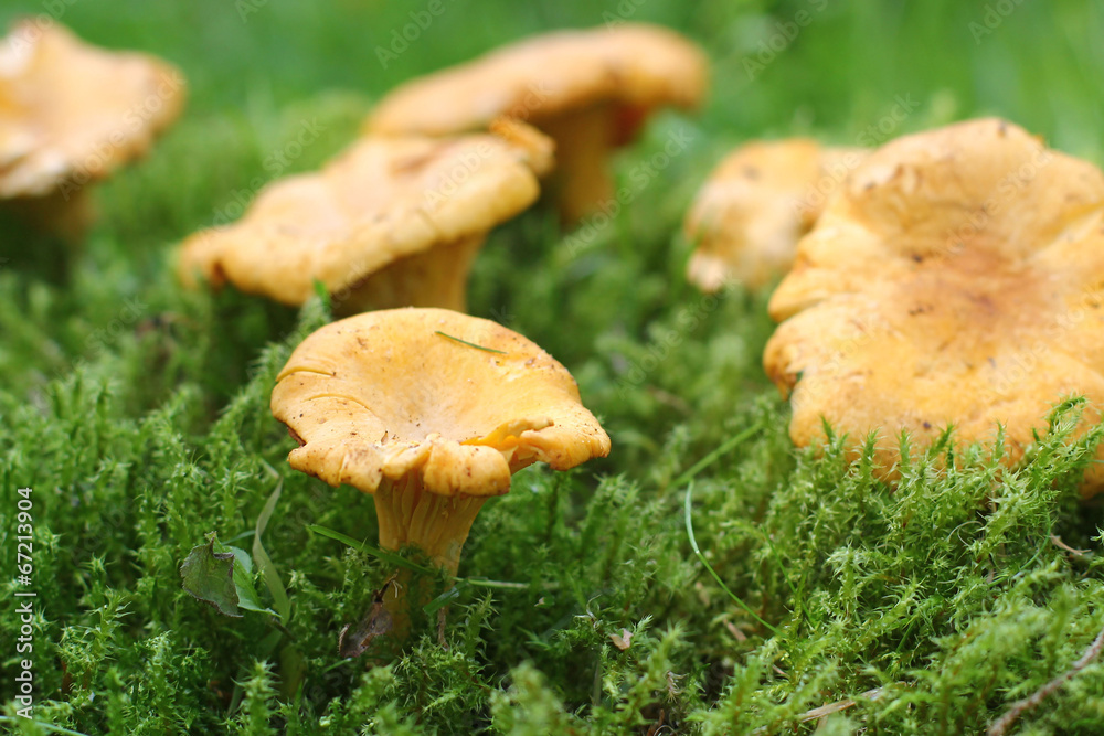 Chanterelle in the grass Chanterelle in the grass