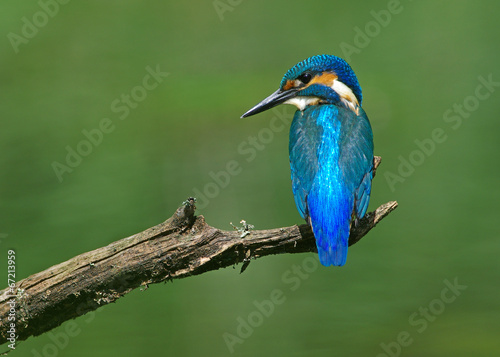 Kingfisher on a branch 9