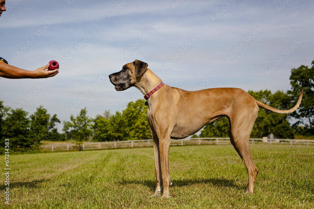 Great Dane waiting for owner to give ball