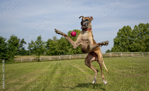 Great Dane legs splayed, missing ball