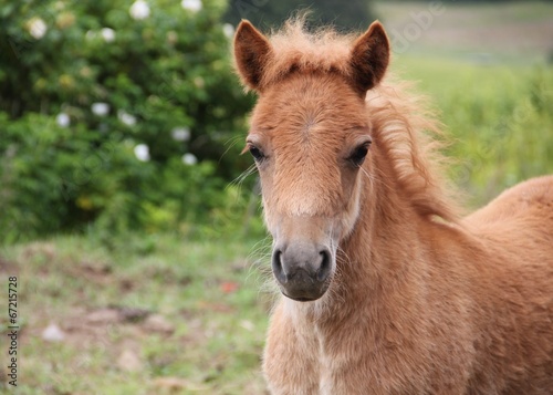 Ponyfohlen (Haflinger-Shetland-Mischung)