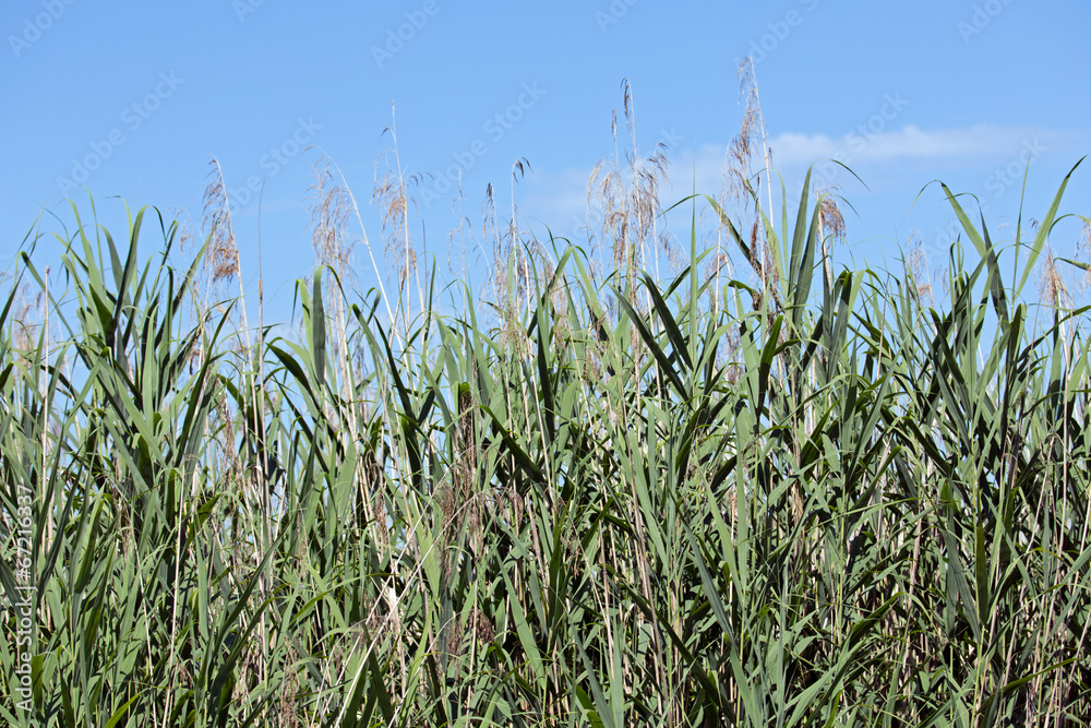 Fototapeta premium Wasserpflanzen Schilf