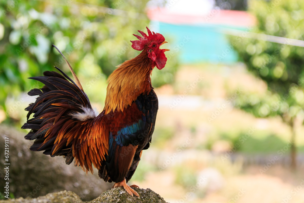 Fototapeta premium Colorful Rooster crowing