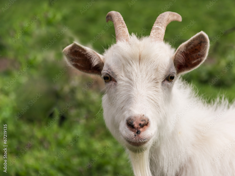 White goat with horns and a beard closeup
