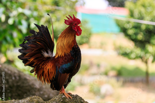 Photo Colorful Rooster crowing