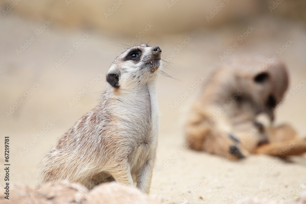 Fototapeta premium A meerkat looking around