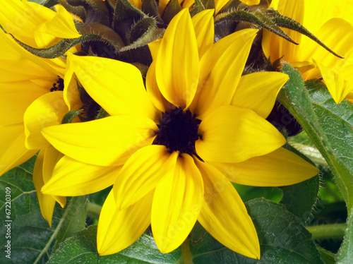 fiore di girasole