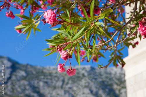 Fototapeta Naklejka Na Ścianę i Meble -  Igrane church
