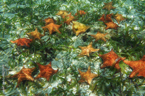 Many starfish underwater with a queen conch shell photo