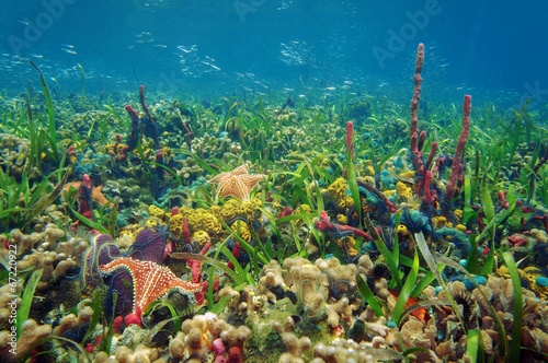 Thriving underwater marine life in tropical seabed