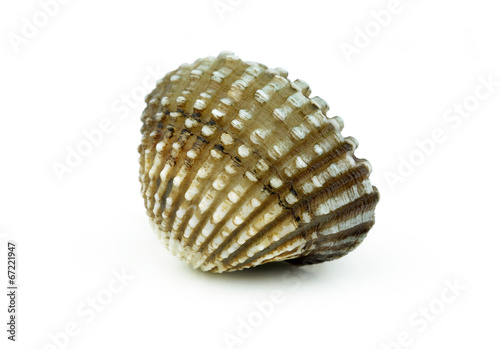 cockle over white background