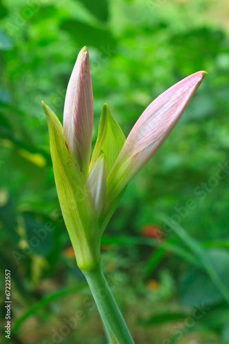 Bud of Hippeastrum flower