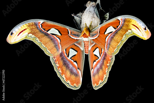 Moth (Attacus atlas) seated on his cocoon in front of a black ba