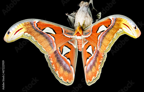 Moth (Attacus atlas) seated on his cocoon in front of a black ba