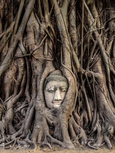 Head of Buddha Statue in the Tree Roots, Ayutthaya, Thailand