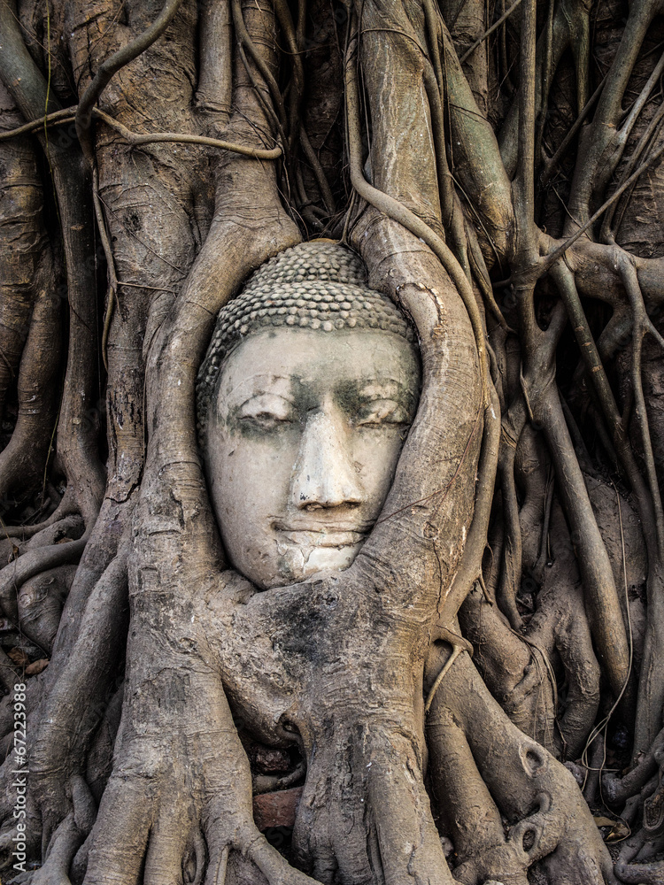 Head of Buddha Statue in the Tree Roots, Ayutthaya, Thailand Head of Buddha Statue in the Tree Roots, Ayutthaya, Thailand