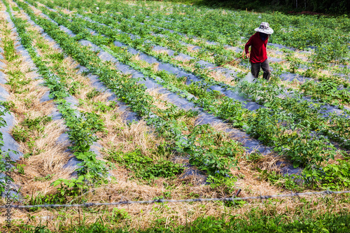 Spraying pesticides