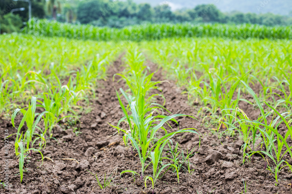 Green field with young corn Green field with young corn