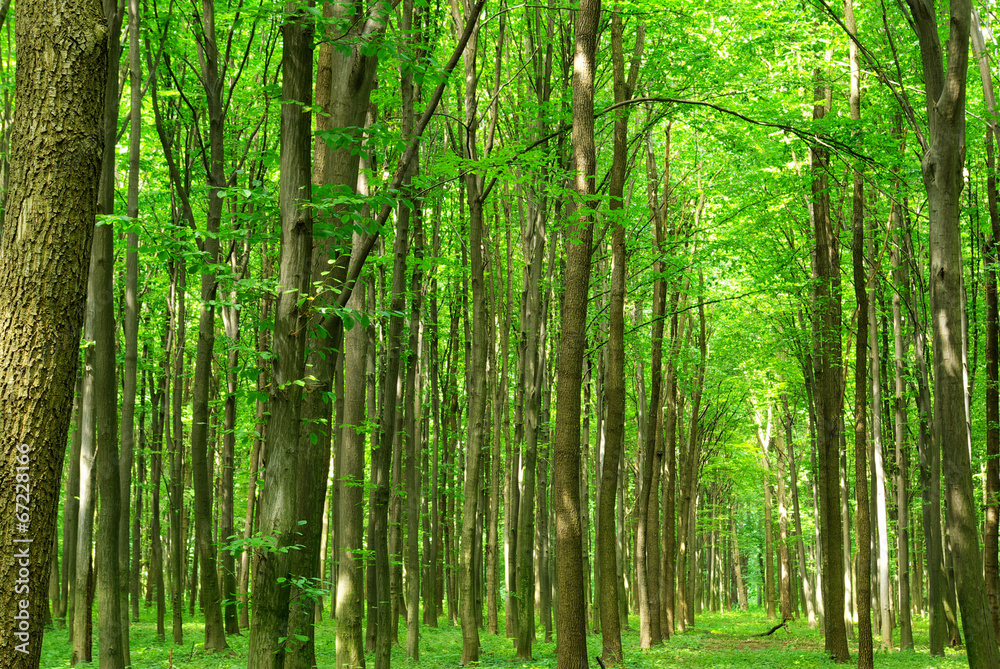 green forest green forest