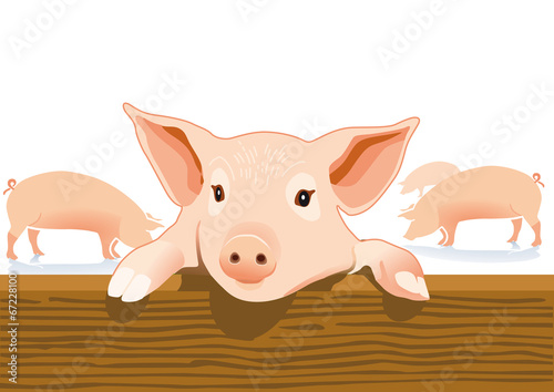 Schweinestall