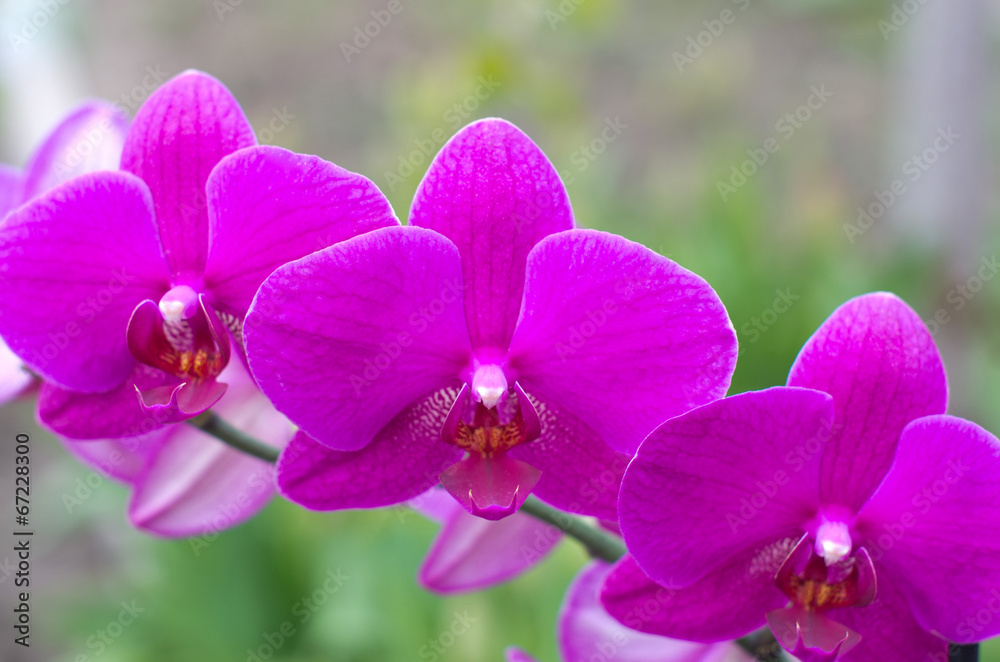 orchid orchid