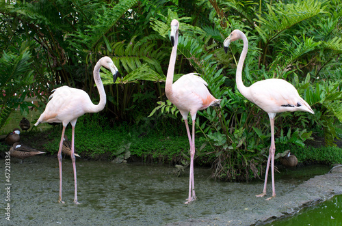 flamingos