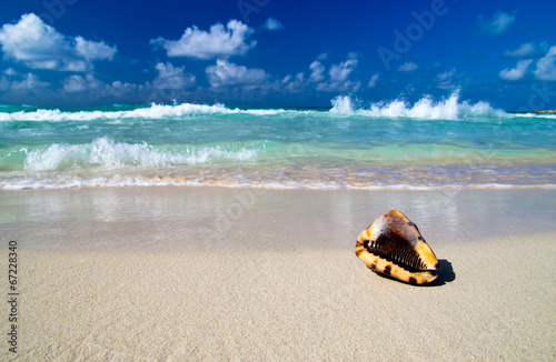 Seashell on beach