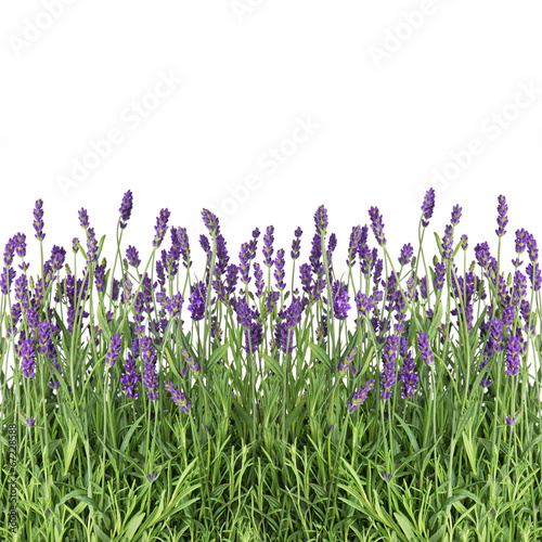 Fototapeta Naklejka Na Ścianę i Meble -  lavender flowers isolated on white