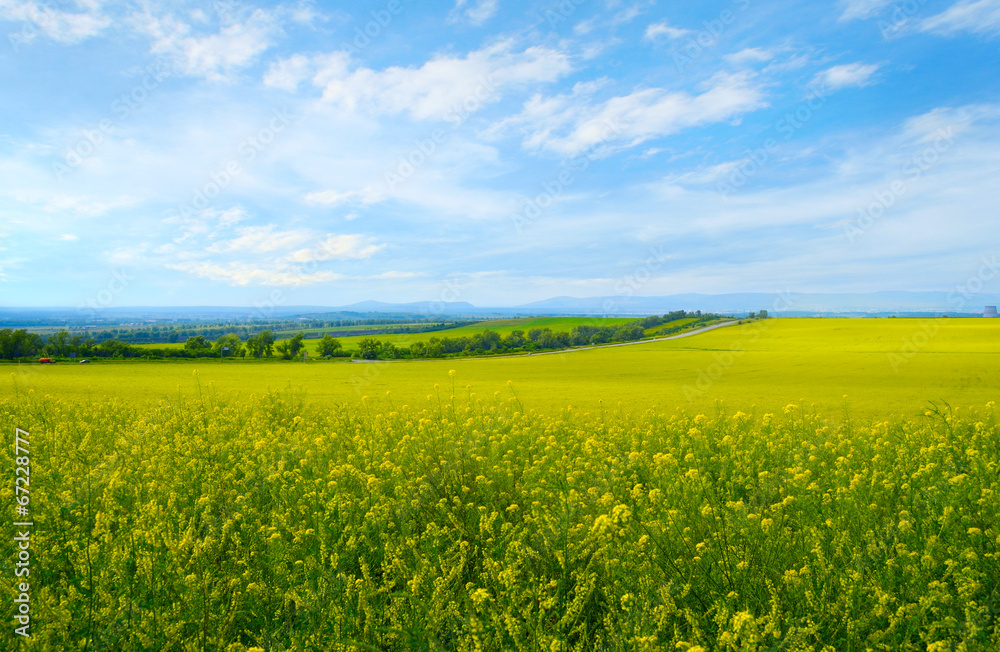 Landscape with flowering fields Landscape with flowering fields