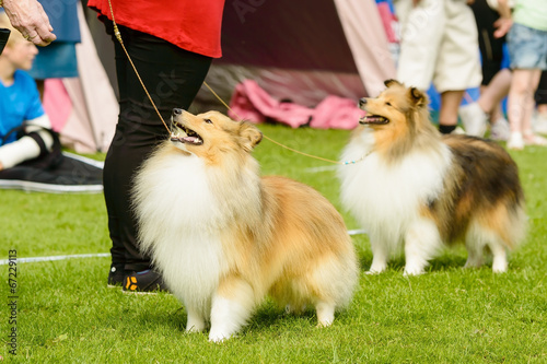 Shetland sheepdogs