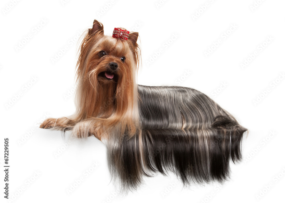 yorkie puppy on white gradient background yorkie puppy on white gradient background