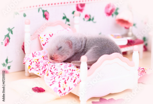Ferret baby in doll house photo