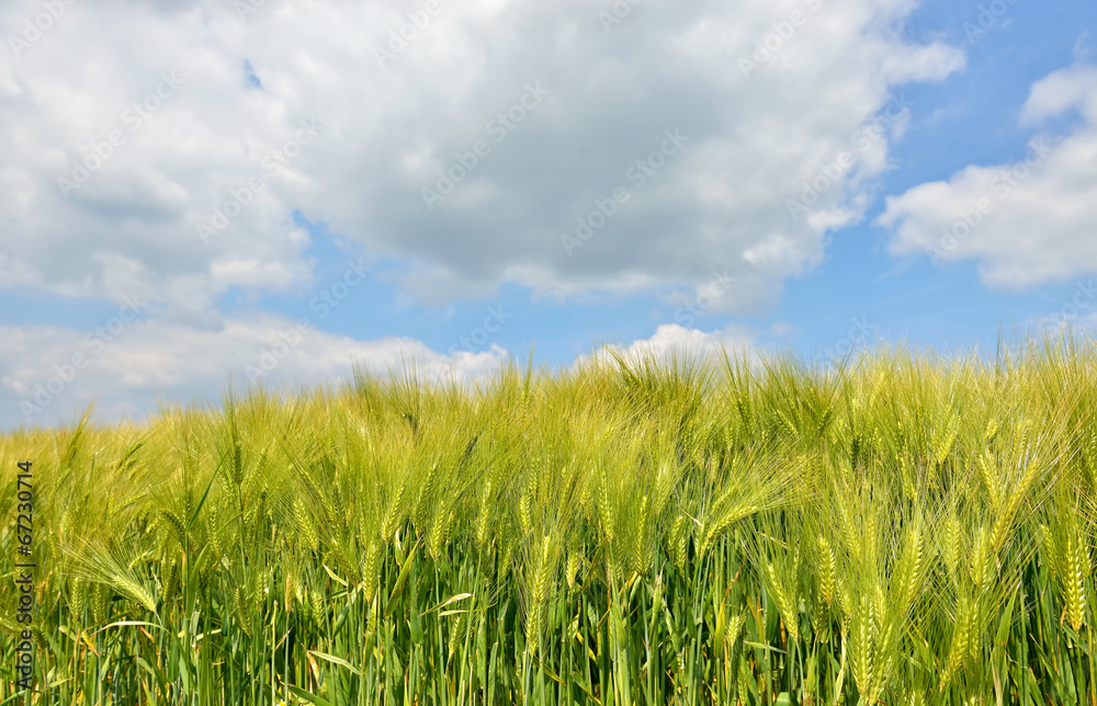 Closeup image of a field with young wheat Closeup image of a field with young wheat