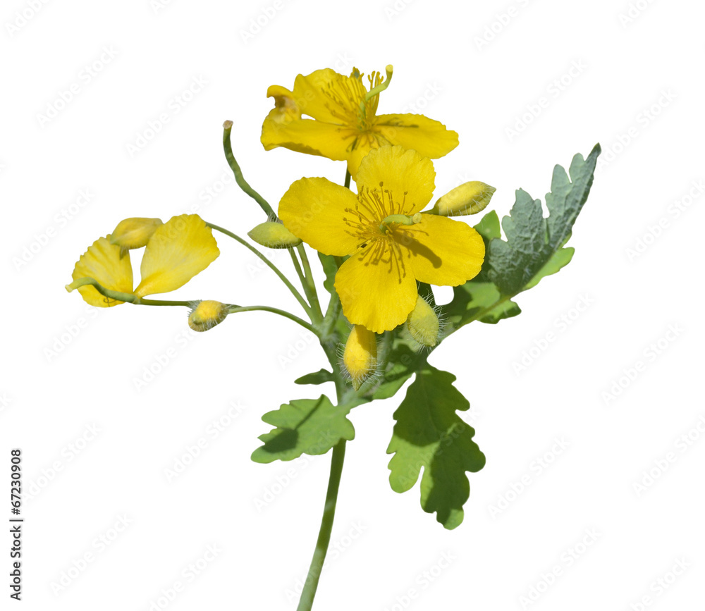 Fototapeta premium Medicinal herb celandine 9