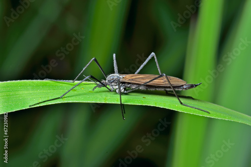Insect daddy-long-legs 2 © Valeriy Kirsanov