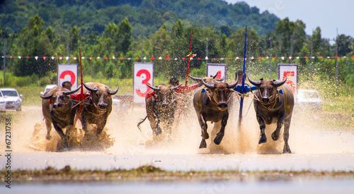 Buffalo race in Chonburi Thailand