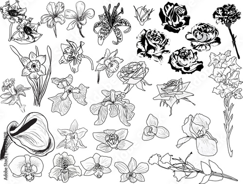 large set of black flowers sketches