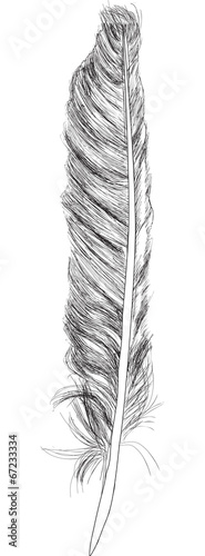 single feather sketch isolated on white