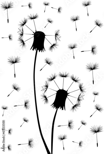 two black dandelions in seeds