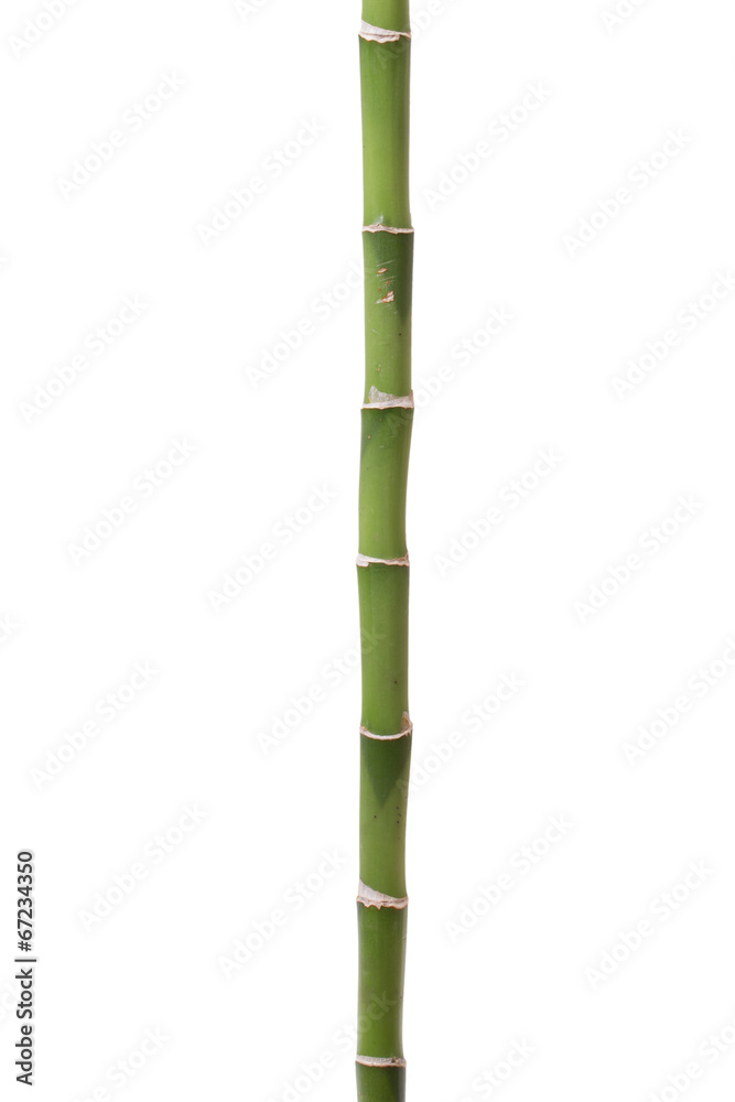 Naklejka premium bamboo