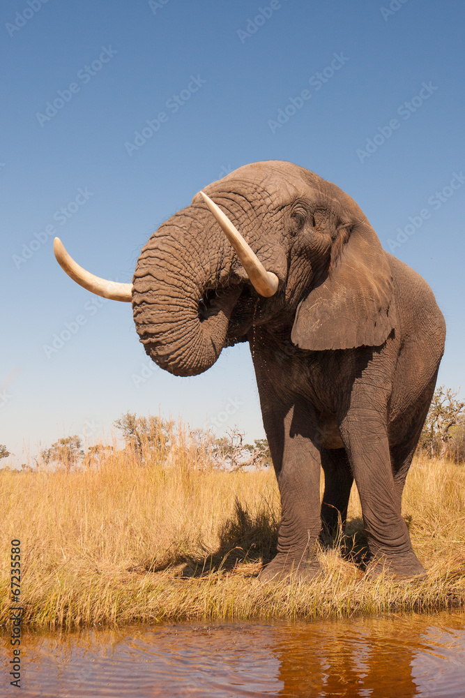 Fototapeta premium Słoń