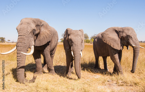 Elephant Herd