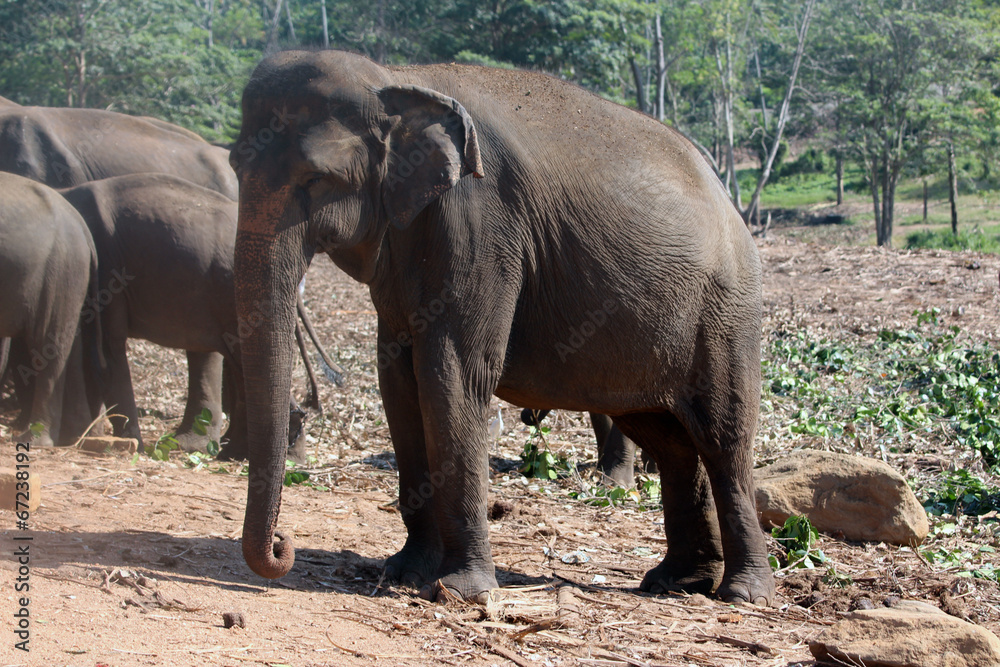 Fototapeta premium Elephants orphanage in Pinnawela, Sri Lanka.