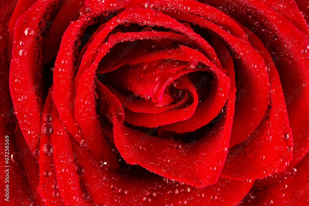 Rote Rose mit Wassertropfen - obrazy, fototapety, plakaty 